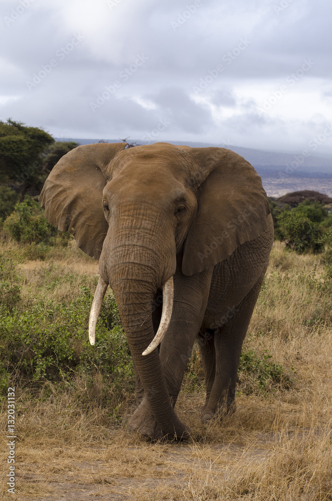 Fototapeta premium Eléphant d’Afrique, Loxodonta africana, parc national de Tarangire, Tanzanie