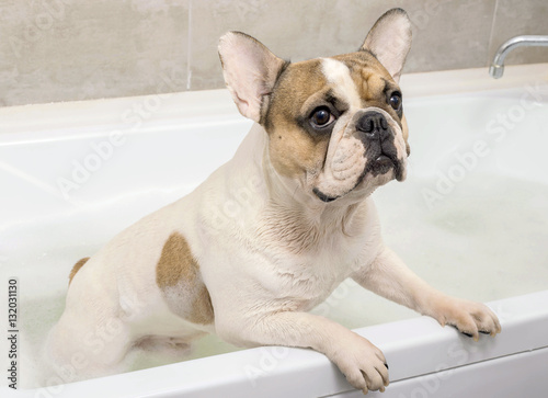 french bulldog takes a bath