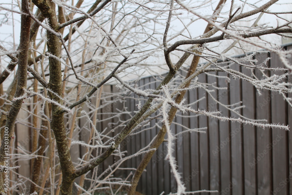 Fototapeta premium Arbre 2