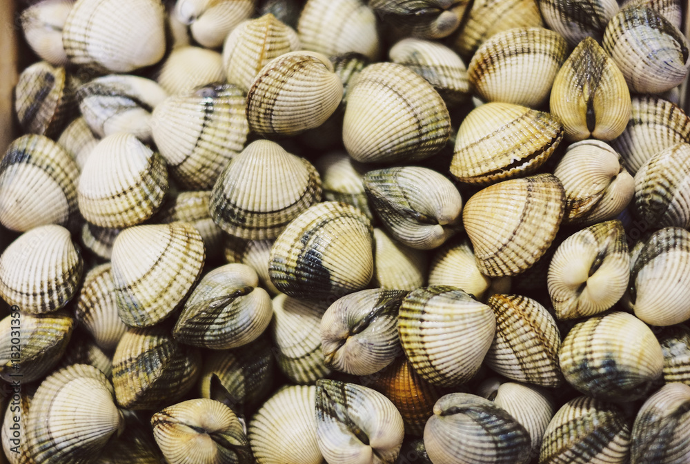 Texture of cockles clams