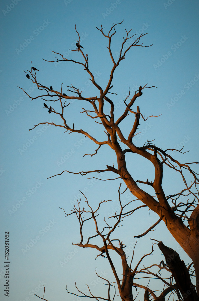 Birds in a tree gathered on a branch Birds in a tree gathered on a branch