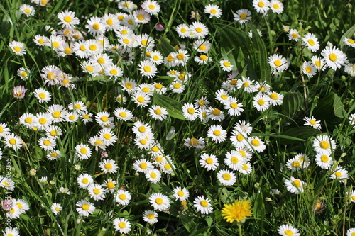 Fototapeta Naklejka Na Ścianę i Meble -  Prato di margheritine in fiore