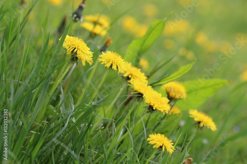 Tarassaco in fiore