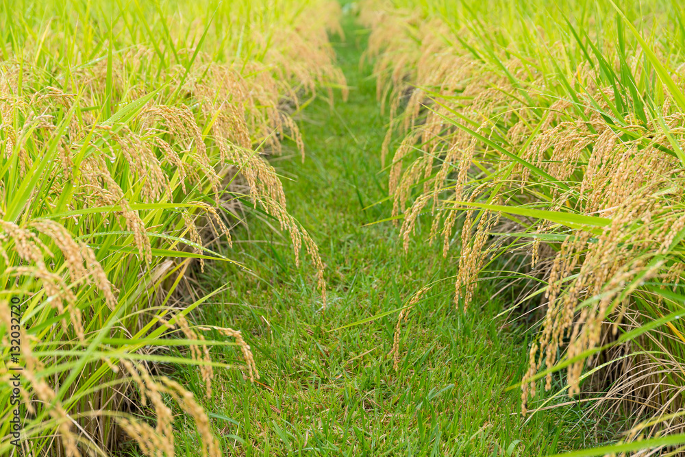 Paddy Rice field Paddy Rice field