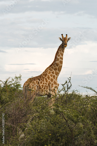 giraffe in the bush at sunset against the sky in the Etosha Pa