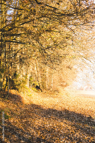 Autumn way
