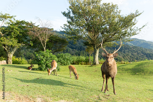 Buck Deer at mount wakakusa photo