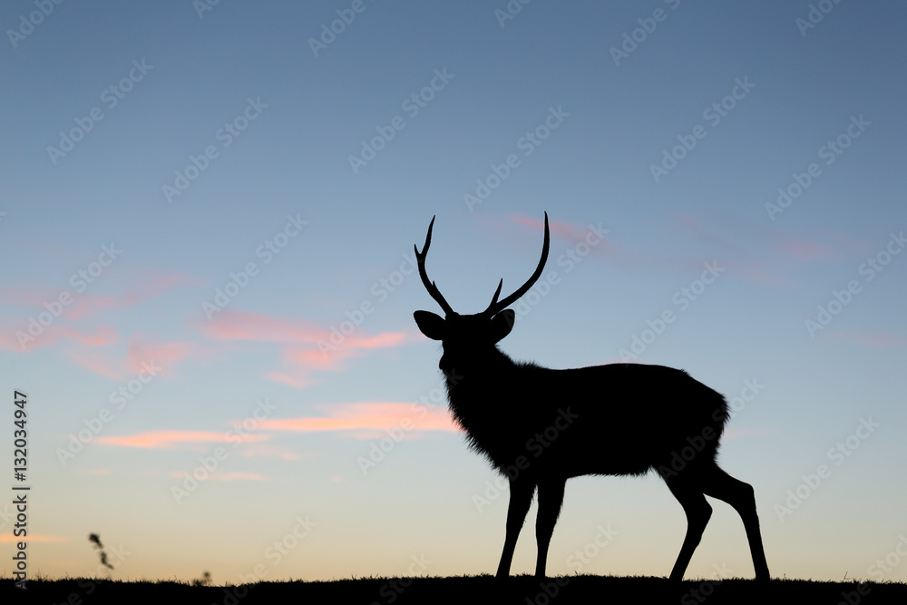 Fototapeta premium Silhouette of stag deer