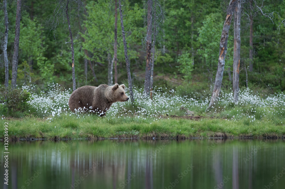 female brown bear in summer forest and lake female brown bear in summer forest and lake