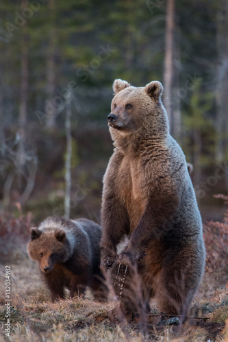 brown bear mom watching with cub