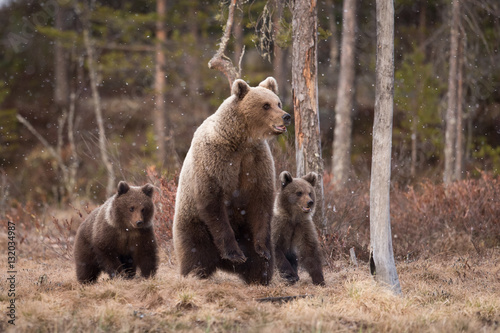 brown bear family in spring