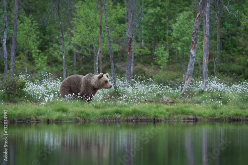 female brown bear in summer forest and lake