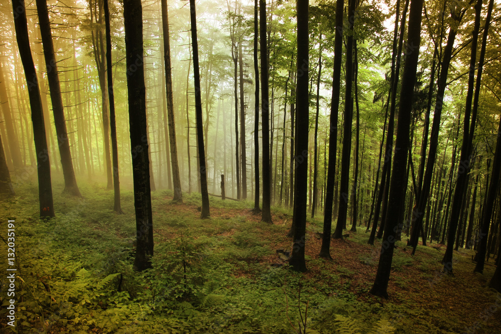 Walk through autumn forest. Vintage style.