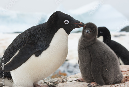 female and chick Adelie penguin on the nest