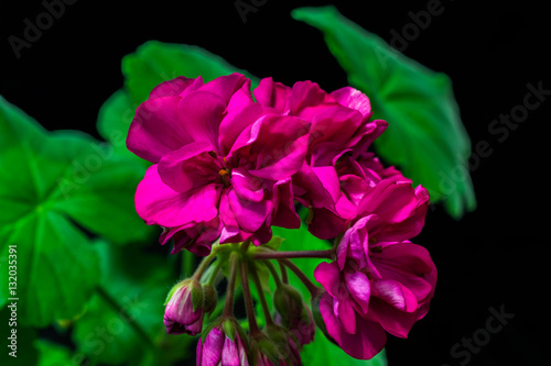 Fototapeta Naklejka Na Ścianę i Meble -  bouquet of purple geranium flowers on black background