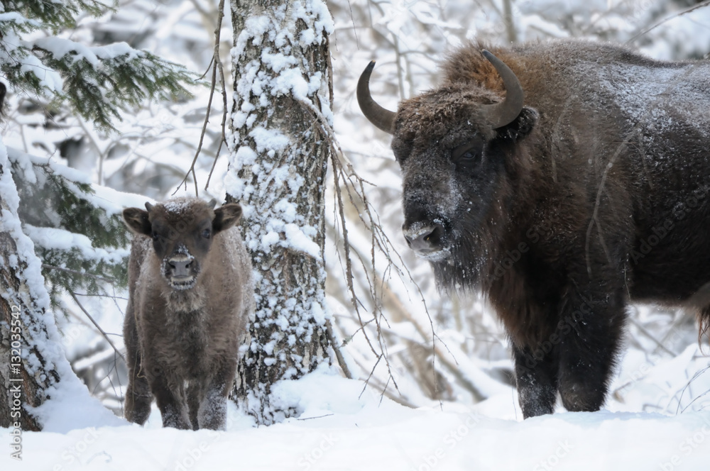 Adult and baby Wisents in winter forest Adult and baby Wisents in winter forest