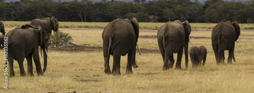 Eléphant d’Afrique, Loxodonta africana, parc national de Tarangire, Tanzanie © JAG IMAGES