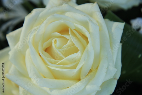 Big white wedding roses