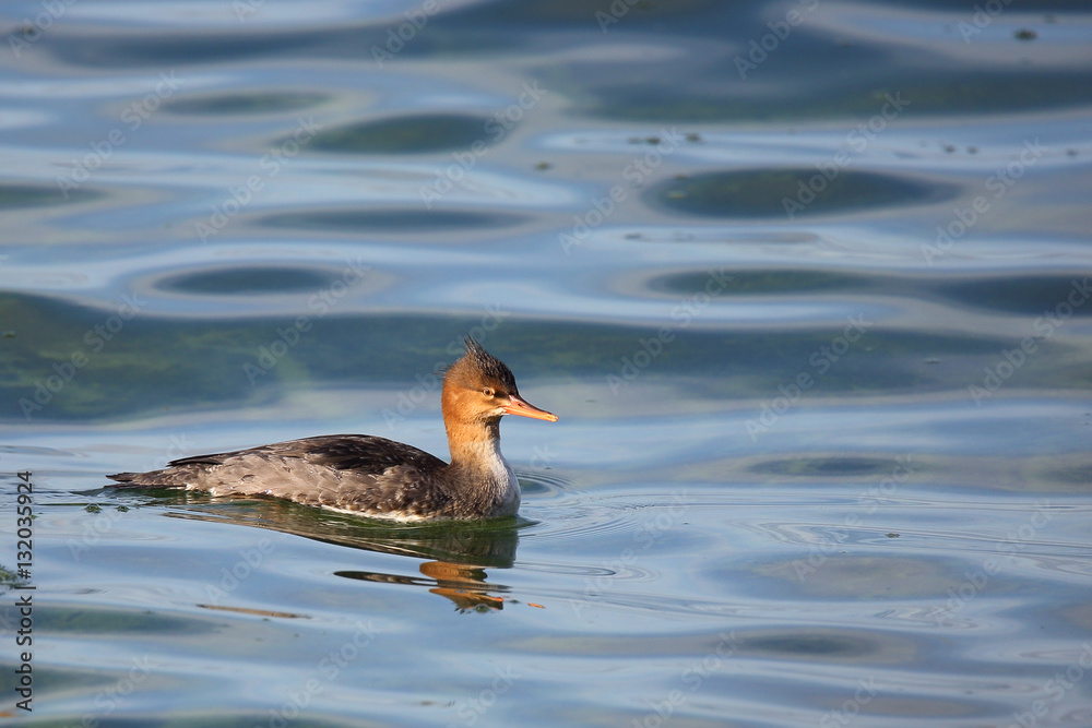 red-breasted merganser swimming in blue water red-breasted merganser swimming in blue water