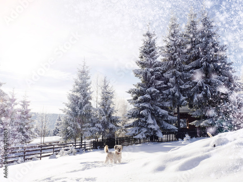 fantastic winter wonderland background © 2207918
