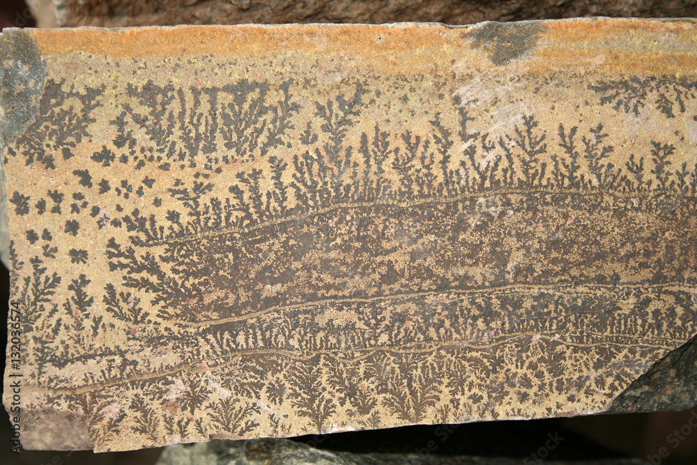 Paleontological texture - a rare prehistoric plant imprinted on stone. The imprint of ancient plants on the background of the stone, close-up photographed