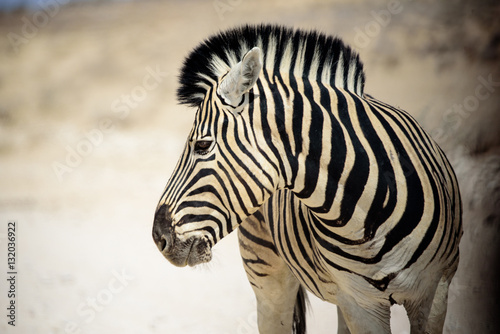 Fototapeta Naklejka Na Ścianę i Meble -  Head shot of a Zebra 