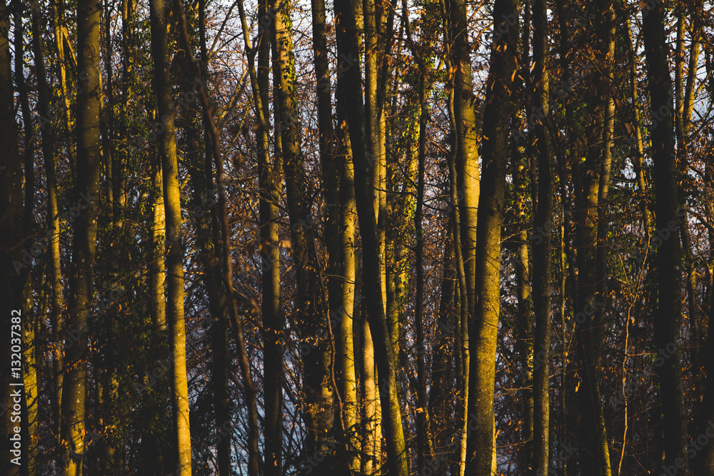 Golden trees Golden trees