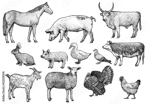 Fotografia Farm animals illustration, engraving set, vector