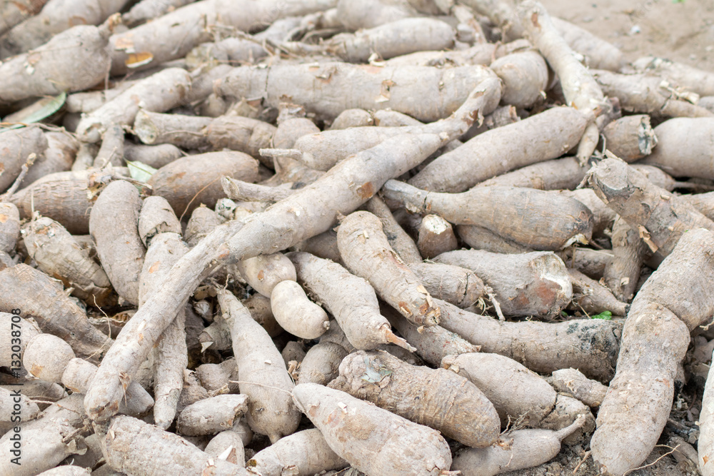 background of dried Tapioca or Cassava background of dried Tapioca or Cassava