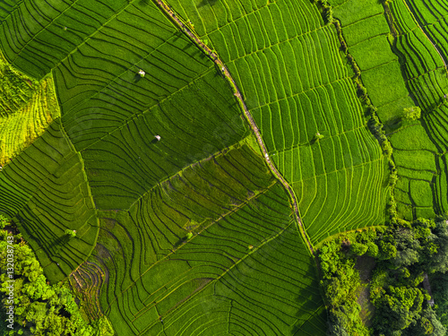 Aerial panorama of the green rice fields. Bali, Indonesia