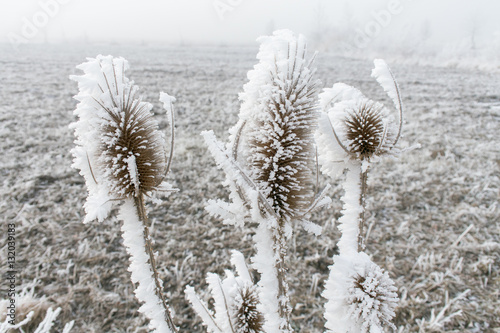 Frozen plant, winter details