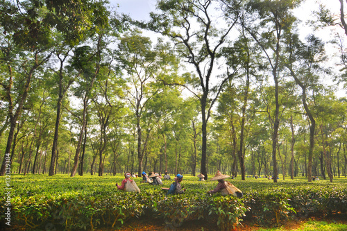 Women tea garden workers pluck tea leaves  in Assam - India