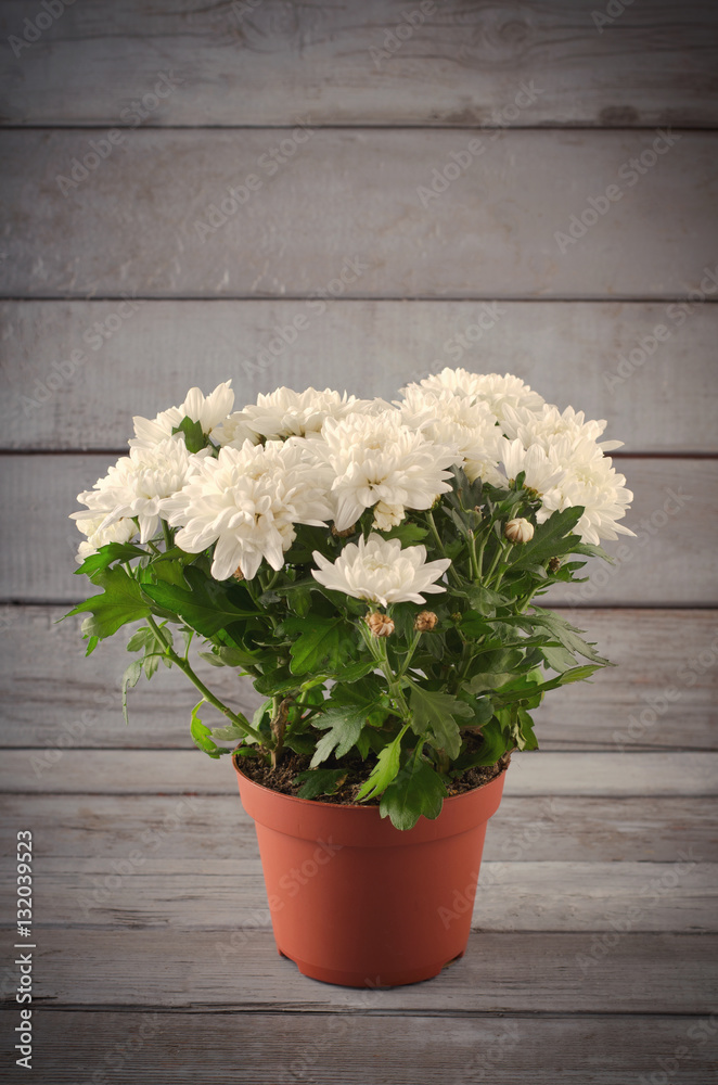 White Chrysanthemum in flower pot on grey wooden backround, vertical White Chrysanthemum in flower pot on grey wooden backround, vertical