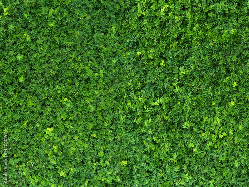 Green fresh grass seamless pattern