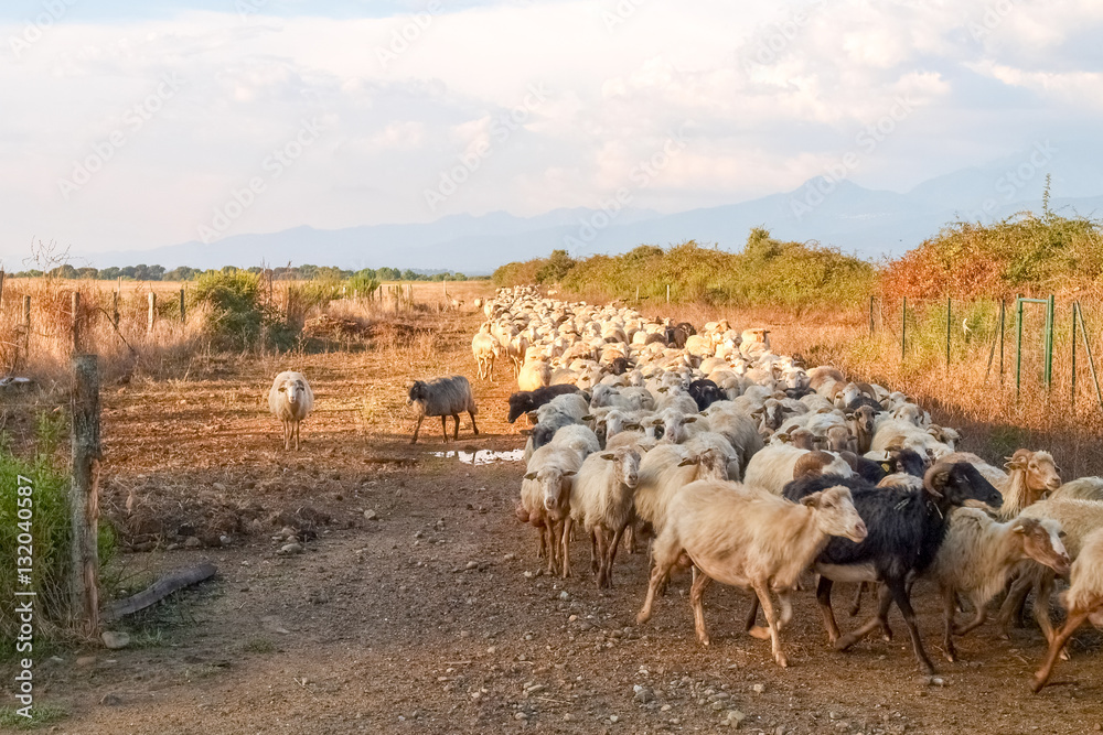 Sheeps on the farm.
