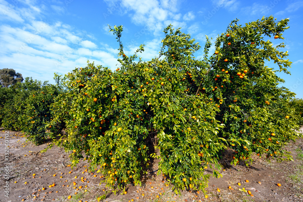 Ripe mandarin tree in the farm garden