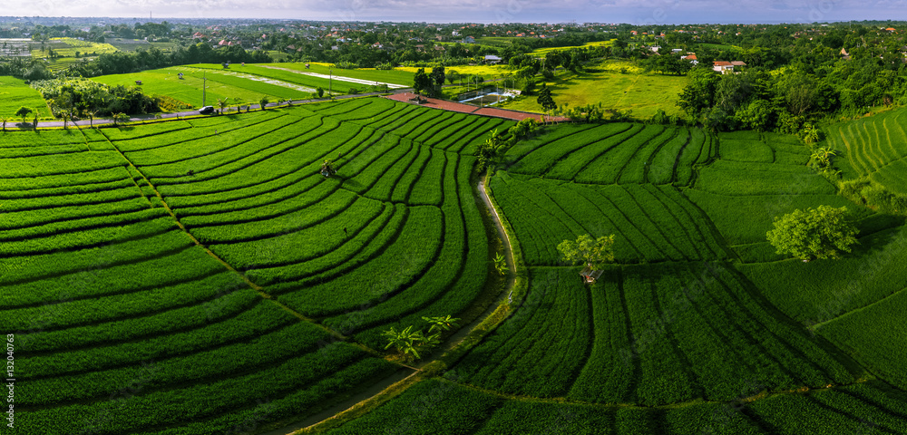Aerial panorama of the green rice fields. Bali, Indonesia
