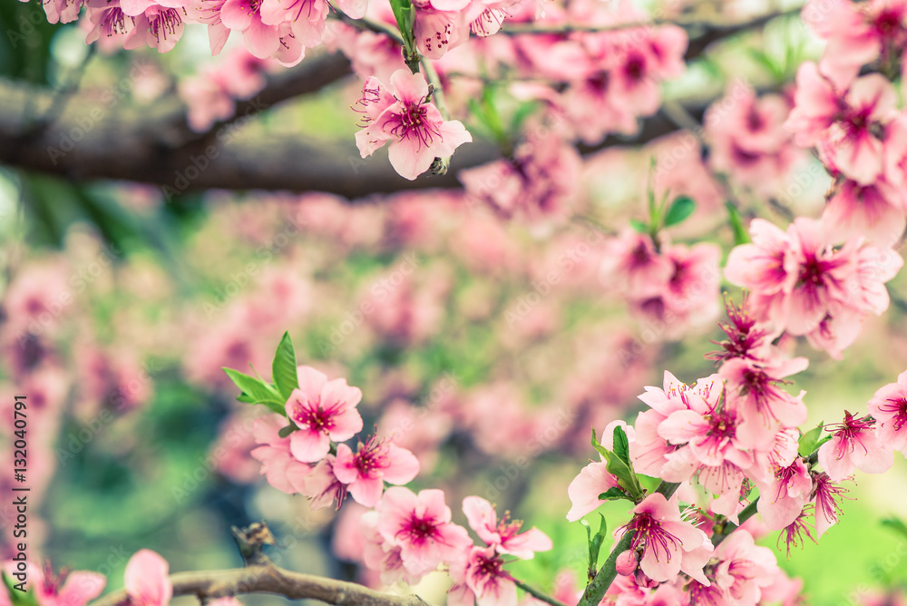 Blooming tree branch in spring with blurred background Blooming tree branch in spring with blurred background