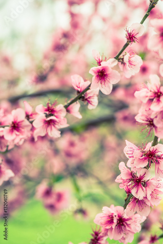 Blooming tree branch in spring with blured background © marcin jucha