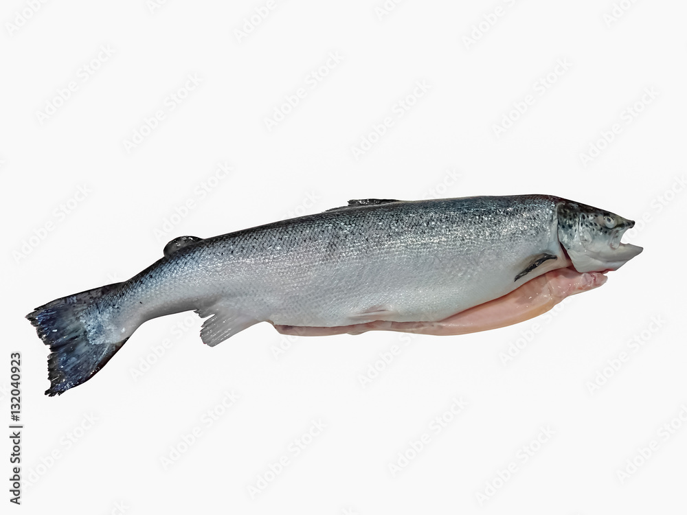 Whole Salmon Whole Salmon
