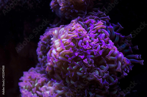 Corals on the ocean floor. Underwater world.