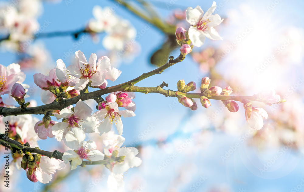 Glückwunsch, alles Liebe: Verträumte Kirschblüten vor blauem Frühlingshimmel :)