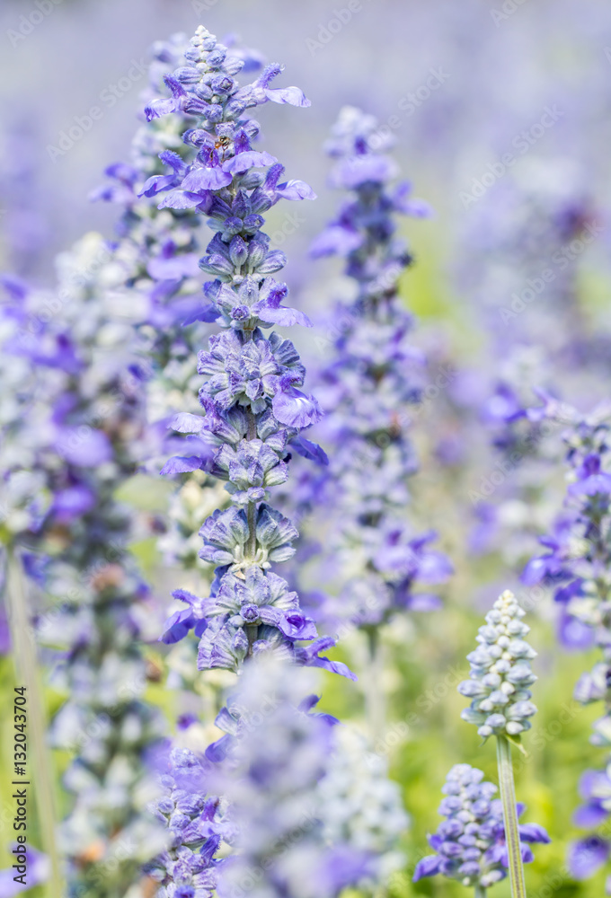 Obraz premium Blue Salvia flower, Salvia farinacea Benth-Mealy Cap Sage.