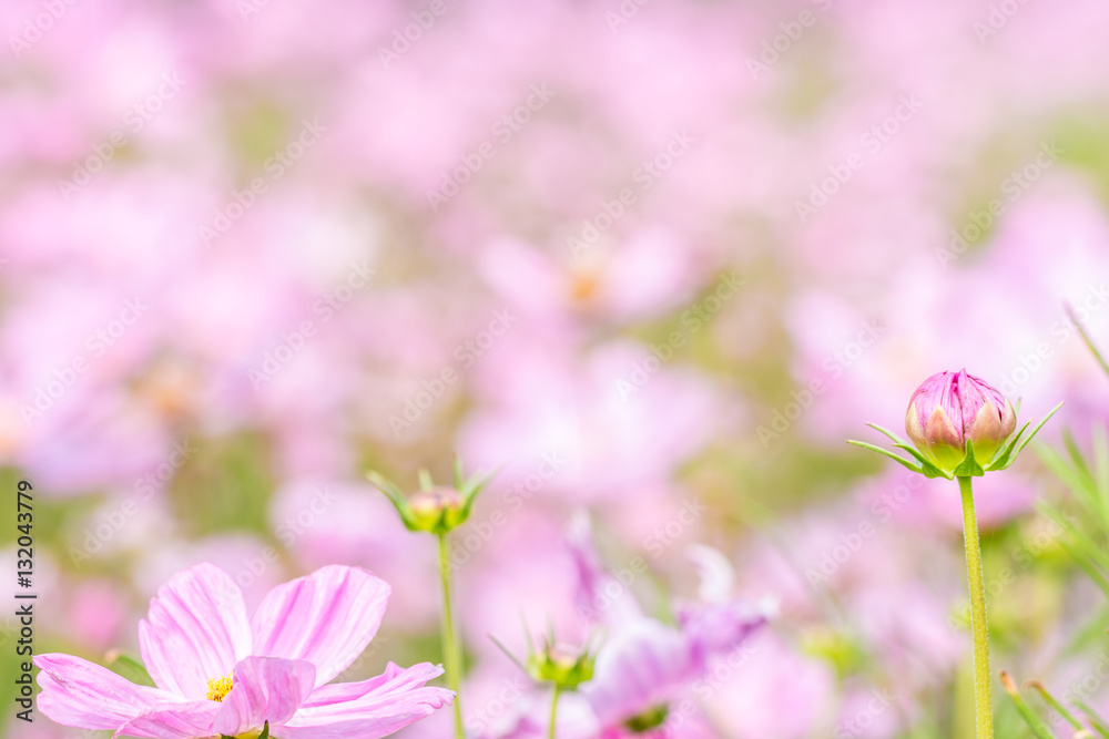 Abstract blurred of pink cosmos flower field. Abstract blurred of pink cosmos flower field.