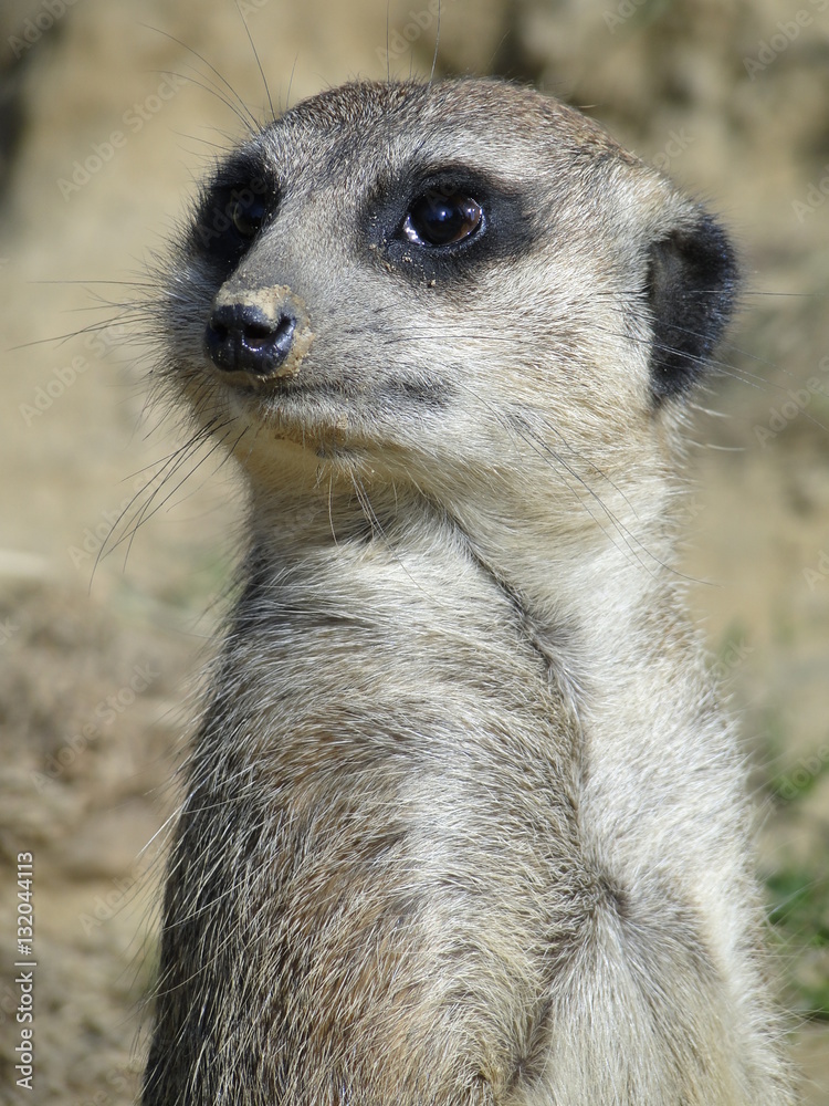 Erdmännchen Portrait Erdmännchen Portrait