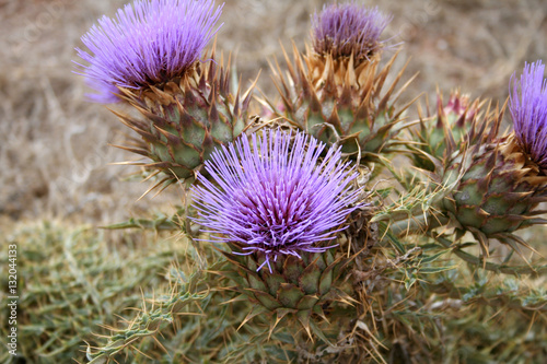 Konstfotografi Wilde Artischocke, Stachelige Cardone, Cynara cardunculus, aufgenommen auf Madei