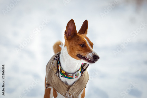 Basenji dog walking in winter forest. Cold snowy day. Dog in winter clothes © krushelss