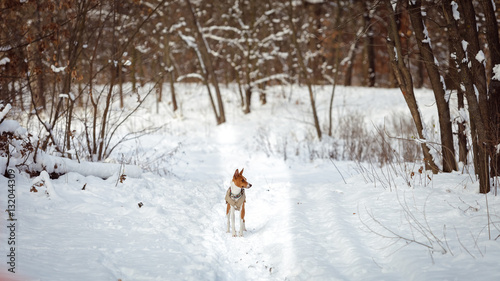 Basenji dog walking in winter forest. Cold snowy day. Dog in winter clothes