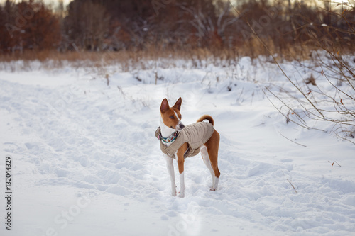 Fototapeta Naklejka Na Ścianę i Meble -  Basenji dog walking in winter forest. Cold snowy day. Dog in winter clothes