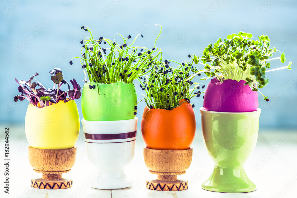 Alfalfa sprouts in Easter eggs shell, from above foto de Stock Adobe
